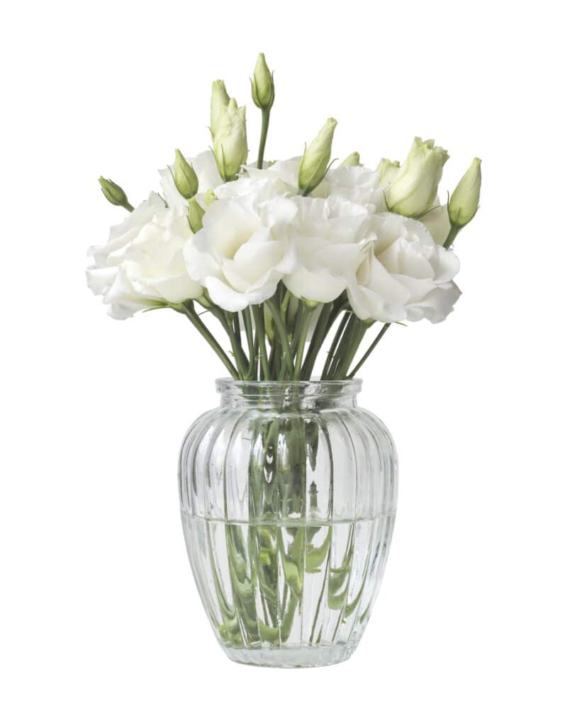 vase with white flowers